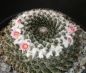 Preview: Mammillaria pseudocrucigera KKR15